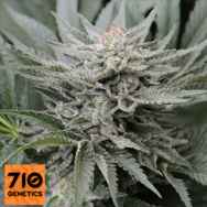 710 Genetics Seeds Coastal OG